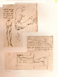 Two drawings illustrating the theory of the proportions of the human figure, c1472-c1519