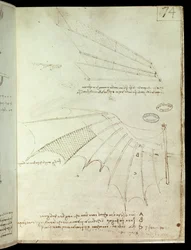Wing