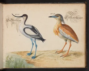 Avocet and Squacco Heron