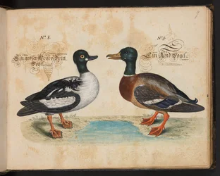 An Exact Natural Description and Delineation of the Water-Fowls, Fishes, Fourfooted Beasts, Insect, and Worms, which are found in the waters at Strasbourg