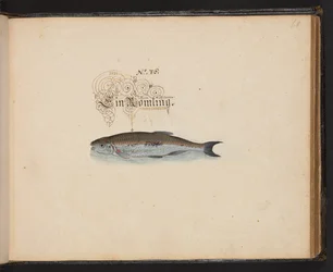 An Exact Natural Description and Delineation of the Water-Fowls, Fishes, Fourfooted Beasts, Insect, and Worms, which are found in the waters at Strasbourg