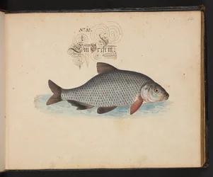 An Exact Natural Description and Delineation of the Water-Fowls, Fishes, Fourfooted Beasts, Insect, and Worms, which are found in the waters at Strasbourg