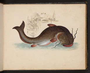 An Exact Natural Description and Delineation of the Water-Fowls, Fishes, Fourfooted Beasts, Insect, and Worms, which are found in the waters at Strasbourg