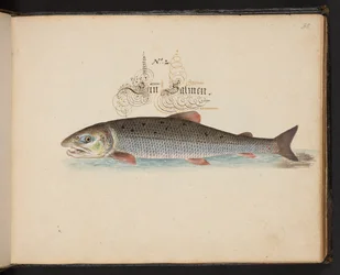 An Exact Natural Description and Delineation of the Water-Fowls, Fishes, Fourfooted Beasts, Insect, and Worms, which are found in the waters at Strasbourg
