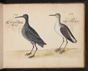 An Exact Natural Description and Delineation of the Water-Fowls, Fishes, Fourfooted Beasts, Insect, and Worms, which are Found in the Waters at Strasbourg, which I Myself Shot and Handled. Leonard Baldner, Fisher and Citizen in Strasbourg