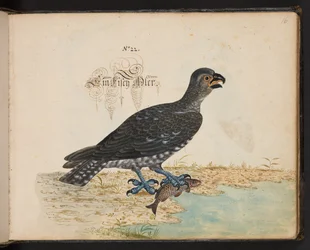An Exact Natural Description and Delineation of the Water-Fowls, Fishes, Fourfooted Beasts, Insect, and Worms, which are Found in the Waters at Strasbourg, which I Myself Shot and Handled. Leonard Baldner, Fisher and Citizen in Strasbourg