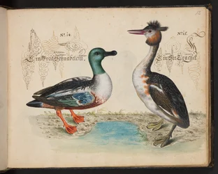 An Exact Natural Description and Delineation of the Water-Fowls, Fishes, Fourfooted Beasts, Insect, and Worms, which are Found in the Waters at Strasbourg, which I Myself Shot and Handled. Leonard Baldner, Fisher and Citizen in Strasbourg