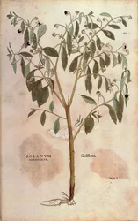 Belladonna - Atropa belladonna