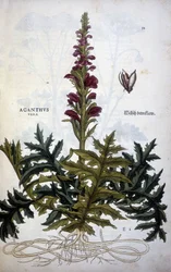 Botanical plate: Acanthus - in 