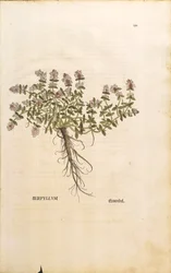 Breckland or Wild Thyme (Thymus serpyllum)