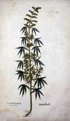 Cannabis Sativa (Hemp cultivative) - in 