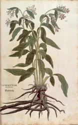 Comfrey (Symphytum officinale) from Notable Commentaries on the History of Plants