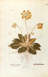 Cowslip - Primula veris officinalis (Verbasculum odoratum) from De historia stirpium commentarii insignes (Notable Commentaries on the History of Plants), coloured engraving