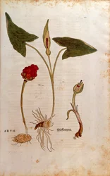 Cuckoo Pint or Italian Lords-and-Ladies (Arum italicum)