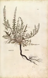 Heather (Calluna vulgaris) from Notable Commentaries on the History of Plants