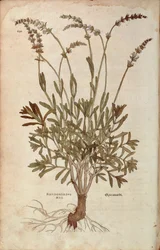 Lavender - Lavandula spica