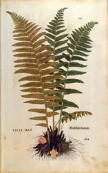 Male fern (Dryopteris filix-mas)