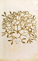 Mistletoe (Viscum album) from De historia stirpium commentarii insignes (Notable Commentaries on the History of Plants) coloured engraving