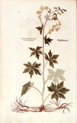 Northern Wolfsbane (Aconitum lycoctonum) by Leonhart Fuchs from De historia stirpium commentarii insignes (Notable Commentaries on the History of Plants)