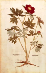 Peony (Paeonia officinalis), Coloured Engraving