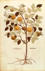 Quince - Cydonia oblonga