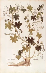Red Bryony (Bryonia dioica) from Notable Commentaries on the History of Plants