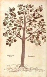 Small-leaved Lime by Leonhart Fuchs from De historia stirpium commentarii insignes
