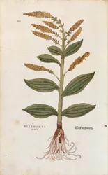 White Hellebore - Veratrum album