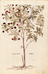 Wild Cherry - Prunus avium