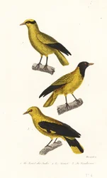 Oriole species