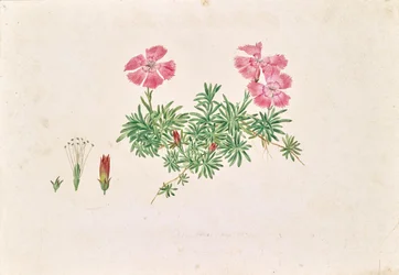 Alpine Carnation (Dianthus alpinus)