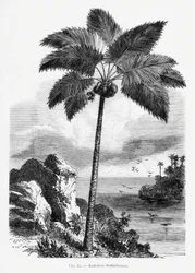 Vintage Palm Tree Drawing I