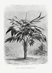 Vintage Palm Tree Drawing VIII