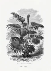 Vintage Palm Tree Drawing XII