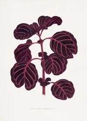 Pink Achyranthes Verschaffeltii Leaf Illustration