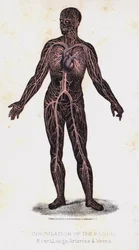 Circulation of the Blood, Heart, Lungs, Arteries, and Veins