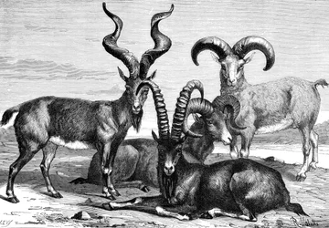 Mountain Sheep and Ibex