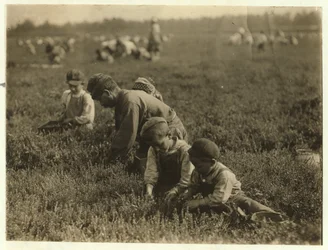Jo Arnao, picking cranberries with his brother and sister, 1910