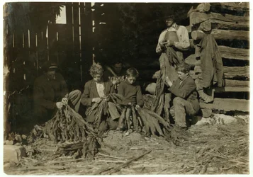 Sons of J.H. Burch Aged 12, 14 and 17 Stripping Tobacco During School Hours at Warren County, Rockfield, Kentucky, 1916