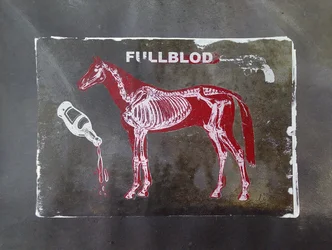 Fullblood Equine Skeleton