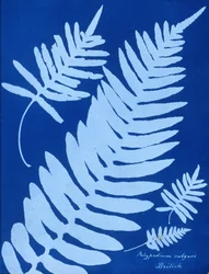 Cyanotype of Polypodium vulgare