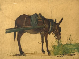 Study of a mule