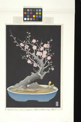 Japanese Dwarf Plum