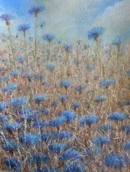 Cornflowers