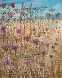 Dark Scabious