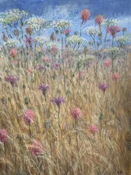 Scabious