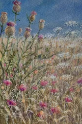 Thistles 1