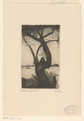 Olive Tree in Corsica