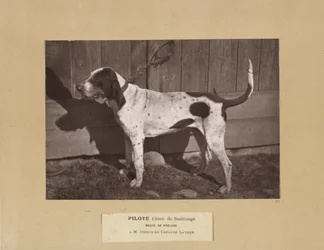 Pilot, Saintonge Dog, Virelade Pack, A.M. Joseph de Carayon Latour