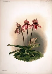 Cypripedium × tautzianum cultivar = (Paphiopedilum barbatum × Paphiopedilum niveum)
